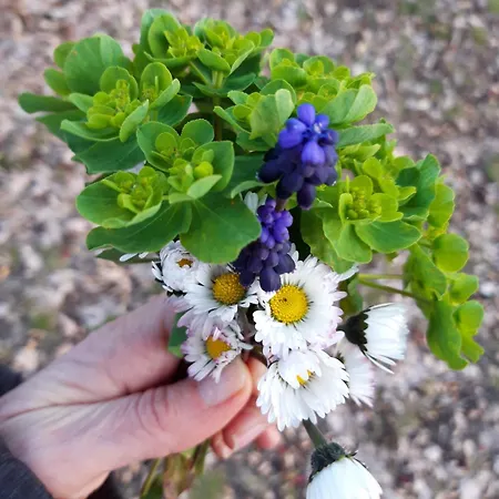 Appartement La Quiete *